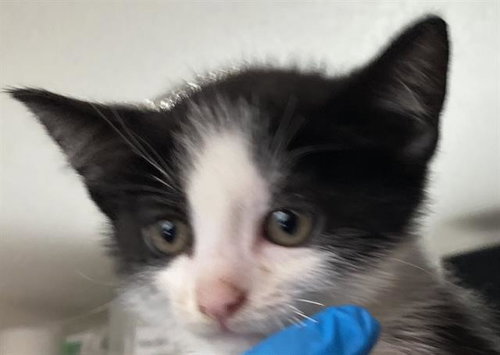 *CARADOC, Baby Domestic Short Hair (medium coat), cat for adoption in Paramount, California