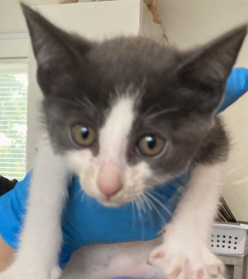 *CORMAC, Baby Domestic Short Hair (medium coat), cat for adoption in Paramount, California