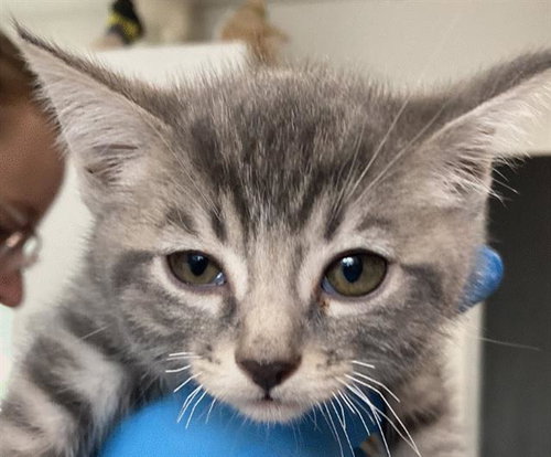 *AVALON, Baby Domestic Short Hair (medium coat), cat for adoption in Paramount, California