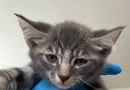 *ROWAN, Baby Domestic Short Hair (medium coat), cat for adoption in Paramount, California