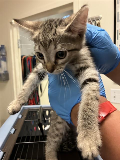 *SOKKA, Baby Domestic Short Hair (medium coat), cat for adoption in Paramount, California
