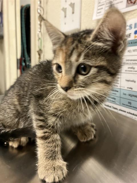 *VIVA, Baby Domestic Short Hair (medium coat), cat for adoption in Paramount, California