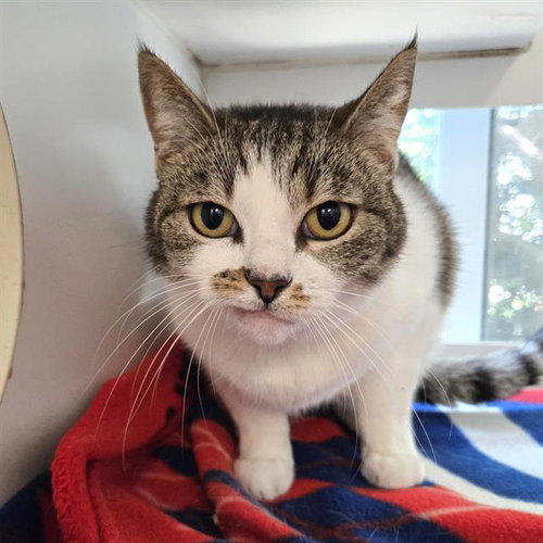 KAREN, Adult Domestic Short Hair (medium coat), cat for adoption in Paramount, California