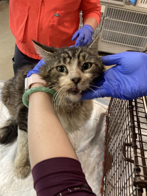 *ZANGIEF, Adult Domestic Short Hair (medium coat), cat for adoption in Paramount, California