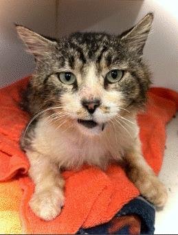*ZANGIEF, Adult Domestic Short Hair (medium coat), cat for adoption in Alhambra, California