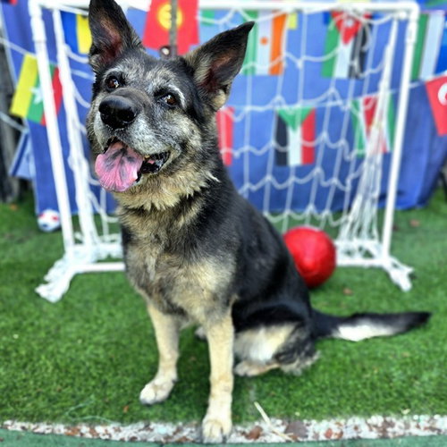 ALICE, an adoptable German Shepherd Dog in Long Beach, CA