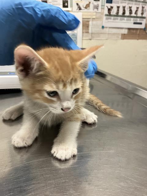 *CHEESE, Baby Domestic Short Hair (medium coat), cat for adoption in Torrance, California