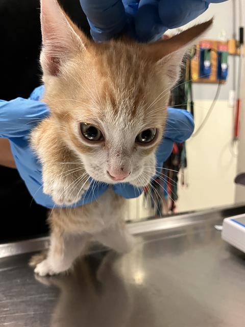 *CHEDDAR, Baby Domestic Short Hair (medium coat), cat for adoption in Torrance, California