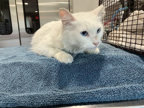 *PEARL, Adult Domestic Long Hair (medium coat), cat for adoption in Torrance, California