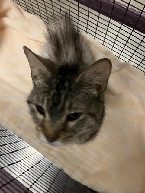 *WANDA, Adult Domestic Short Hair (medium coat), cat for adoption in Diamond Bar, California