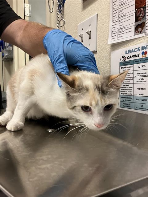 *FLOWER, Adult Domestic Short Hair (medium coat), cat for adoption in Torrance, California