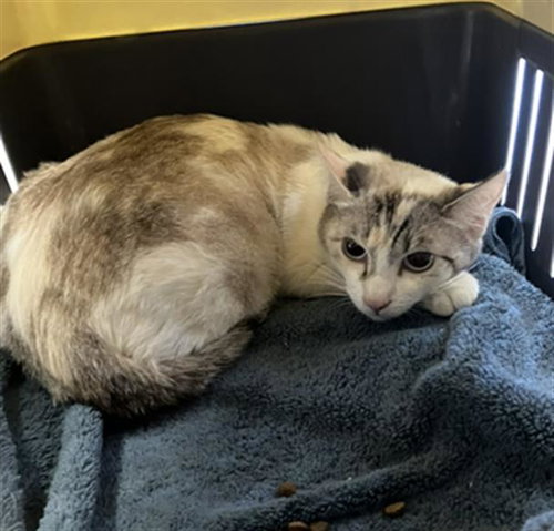 *NANI, Adult Domestic Short Hair (medium coat), cat for adoption in Torrance, California