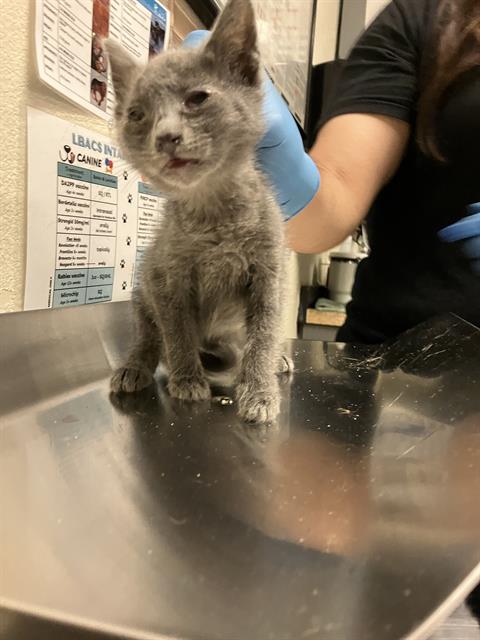 *ANGEL, Baby Domestic Short Hair (medium coat), cat for adoption in Diamond Bar, California