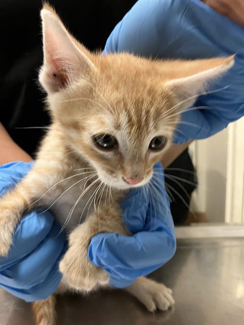 *BART, Baby Domestic Short Hair (medium coat), cat for adoption in Diamond Bar, California
