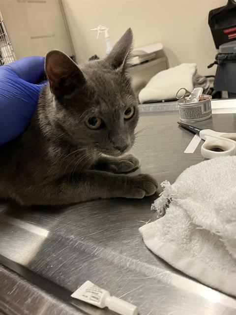 *TOGA, Young Domestic Short Hair (medium coat), cat for adoption in Diamond Bar, California