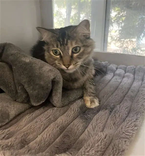 M Rose - Domestic Short Hair