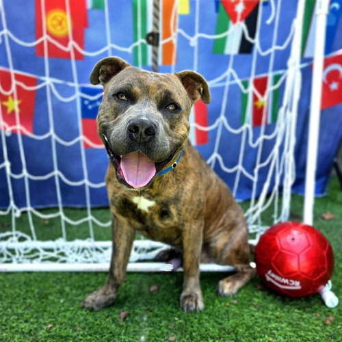 *K.C., an adoptable Pit Bull Terrier in Long Beach, CA