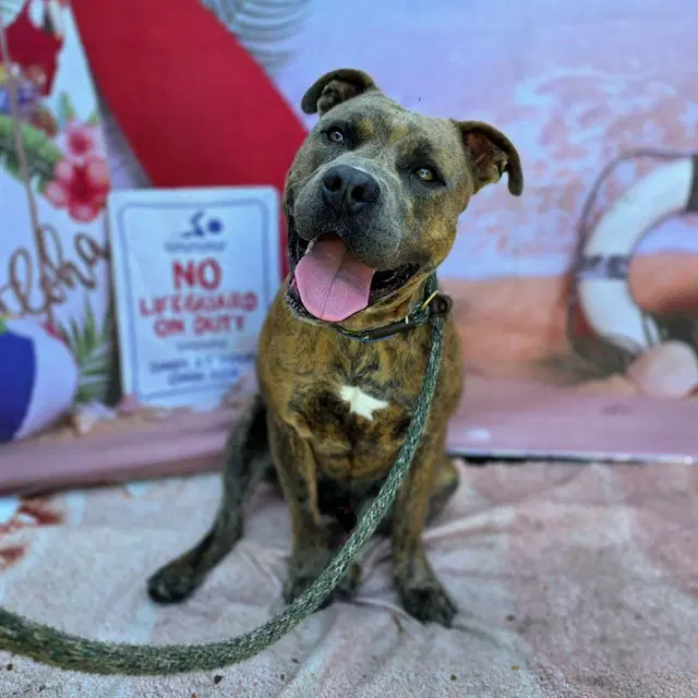 Kc - Pit Bull Terrier