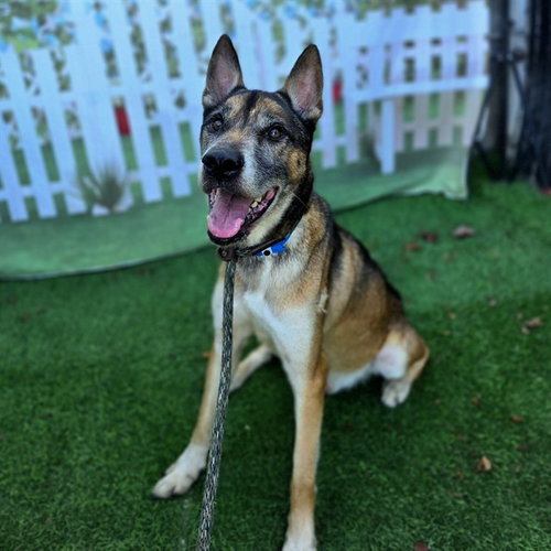 KODA
