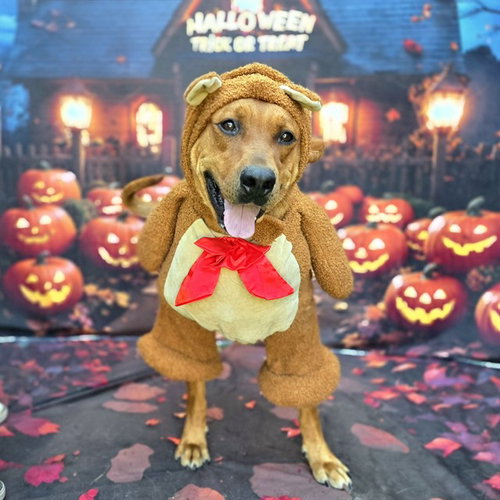 *MAC, a dog for adoption from Long Beach Animal Care Services