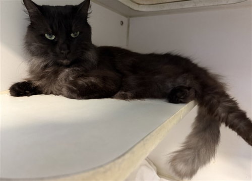 PRADA - Domestic Long Hair available for adoption