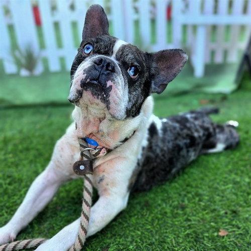 PUA, an adoptable French Bulldog in Long Beach, CA