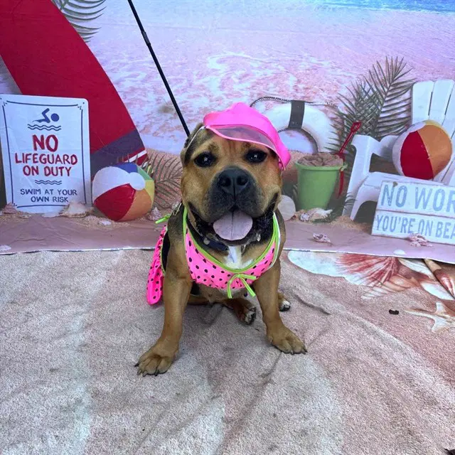 Sheeba - Pit Bull Terrier