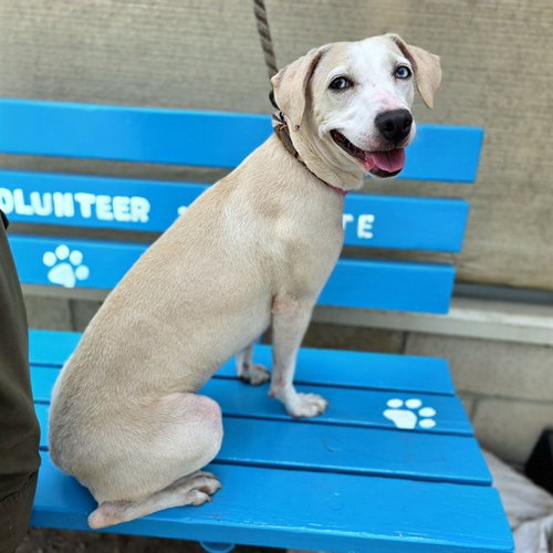 HORCHATA, an adoptable Jack Russell Terrier in Long Beach, CA
