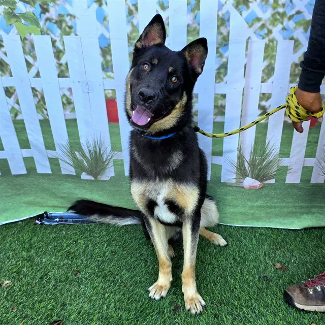 Yolo - German Shepherd Dog