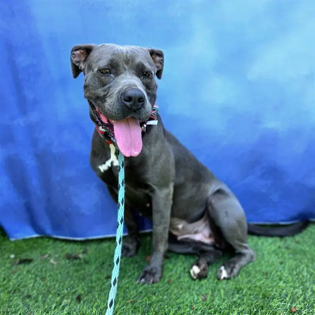 Ella - Pit Bull Terrier