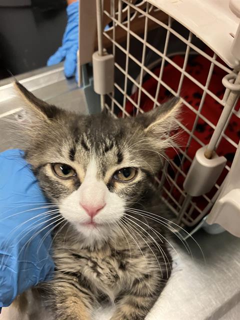 *AZULA, Baby Domestic Short Hair (medium coat), cat for adoption in La Puente, California