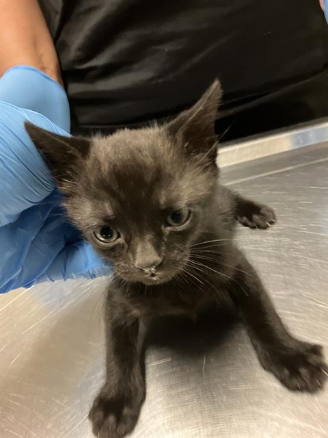 *SAMMY, Baby Domestic Short Hair (medium coat), cat for adoption in La Puente, California