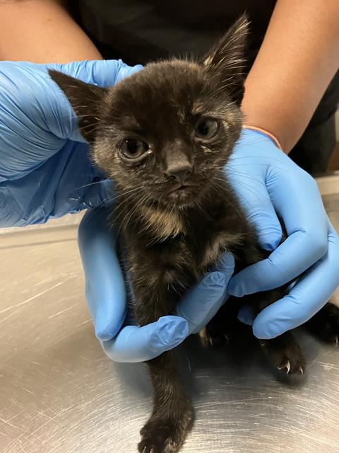 *SADIE, Baby Domestic Short Hair (medium coat), cat for adoption in La Puente, California