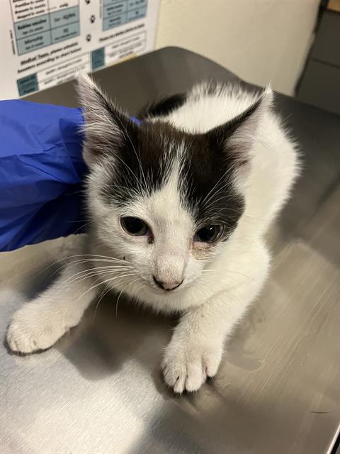 *MURPHY, Baby Domestic Short Hair (medium coat), cat for adoption in La Puente, California
