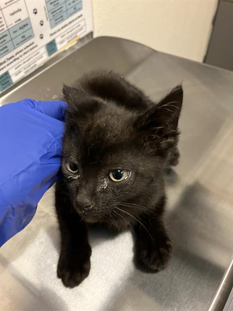 *MAXX, Baby Domestic Short Hair (medium coat), cat for adoption in La Puente, California