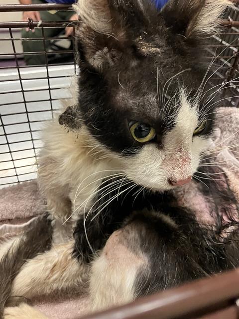 *SQUIBBLE, Adult Domestic Short Hair (medium coat), cat for adoption in La Puente, California
