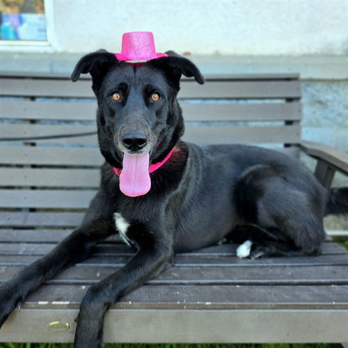 picture of the dog needing adoption