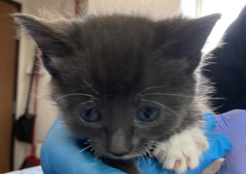 *ROISIN, an adoptable Domestic Short Hair in Long Beach, CA