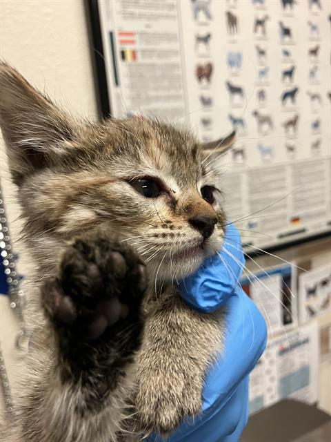 *PAPRIKA, an adoptable Domestic Short Hair in Long Beach, CA