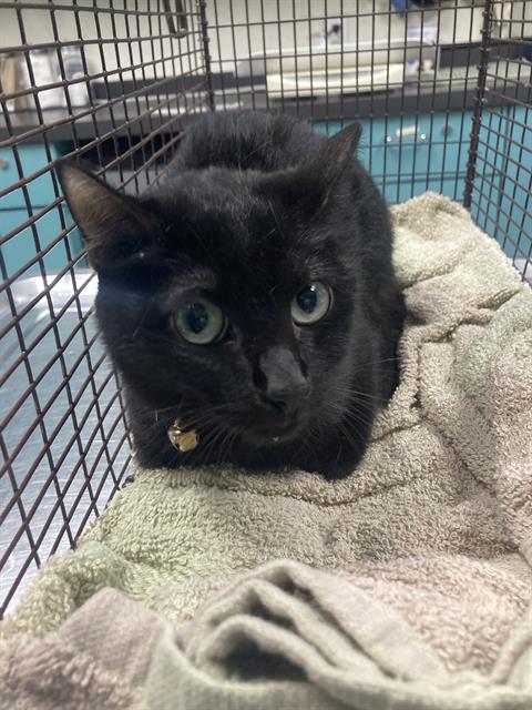 *FARLEY, an adoptable Domestic Short Hair in Long Beach, CA