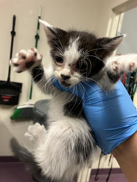 *OREO, an adoptable Domestic Short Hair in Long Beach, CA