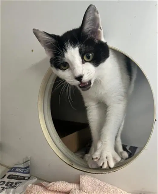 Oreo - Domestic Short Hair