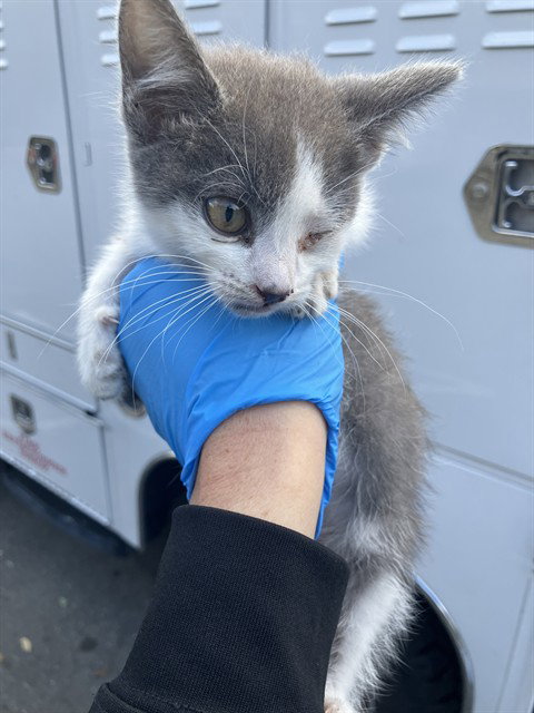 *HAGRID, an adoptable Domestic Short Hair in Long Beach, CA