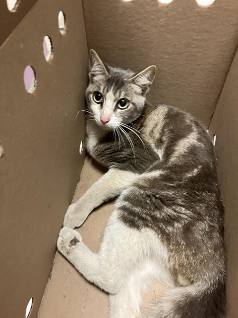 *NERDLE, an adoptable Domestic Short Hair in Long Beach, CA