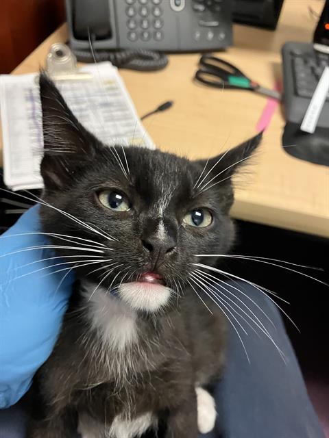 *TOSTITOS, an adoptable Domestic Short Hair in Long Beach, CA