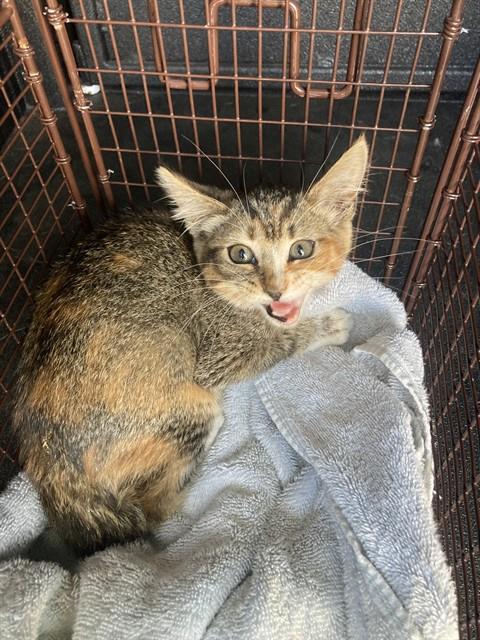 *GINNY, an adoptable Domestic Short Hair in Long Beach, CA