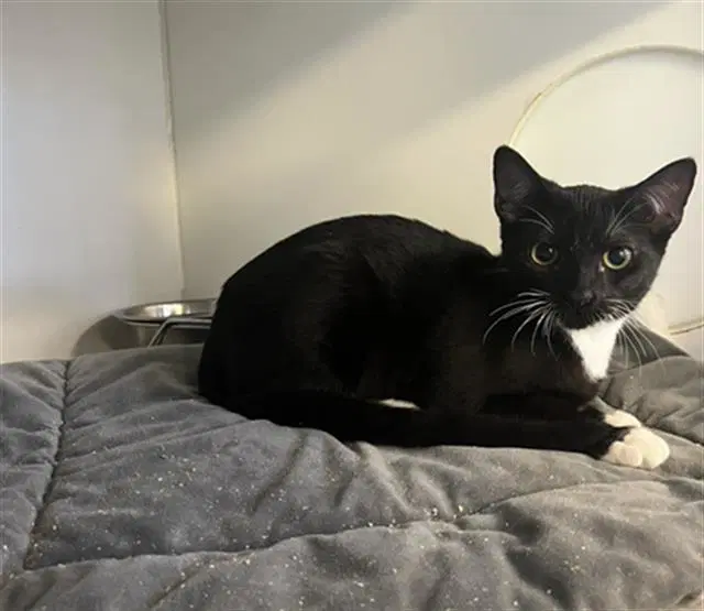 Piston - Domestic Short Hair