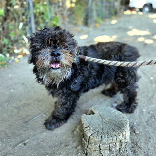 HAPPY, an adoptable Shih Tzu in Long Beach, CA