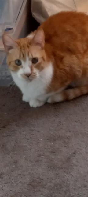 Meko
