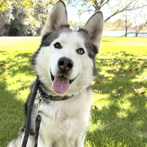 picture of the dog needing adoption